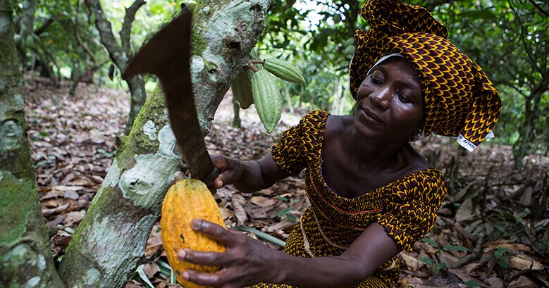 Woman cutting cocoa