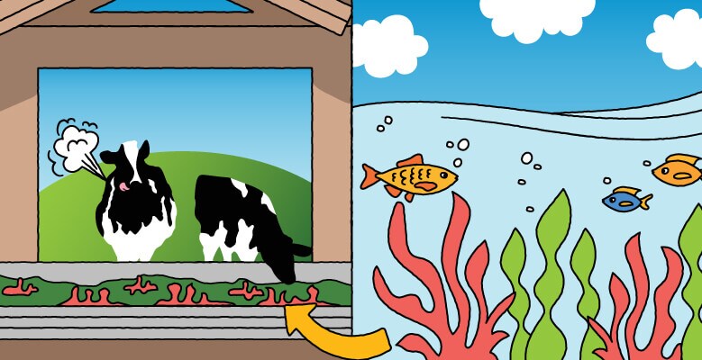 Cows and fish