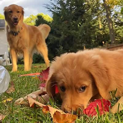 Two dogs playing in yard