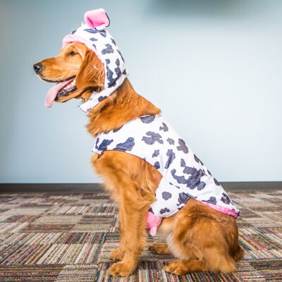 Haddie the Cow