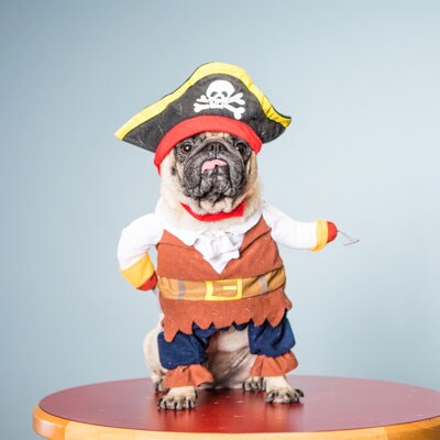 Bodhi the Pirate